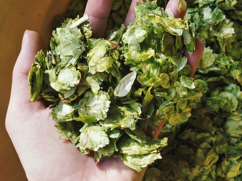 Hand mit Doldenhopfen über einem Behälter voller Hopfendolden